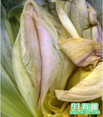 名器证明003照片：女人20名器讲解 十八种名器真人图(3)(点击浏览下一张趣图)