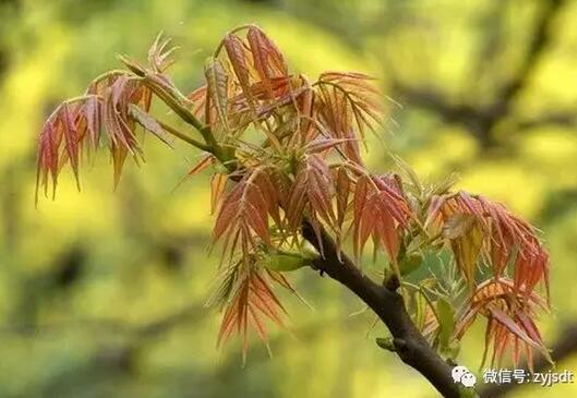 香椿芽的营养价值，香椿可以怎么吃 香椿芽的功能与作用(点击浏览下一张趣图)