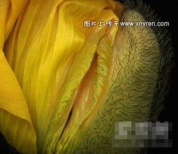 阴部有有哪几种,实图：阴部的图片,无遮挡 女性外阴形状几种,图(点击浏览下一张趣图)
