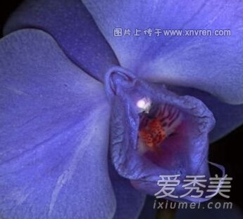 女性多种外阴形状图：女性外阴大小区別图 (点击浏览下一张趣图)