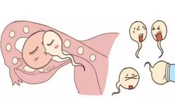 女性结扎可以恢复吗还能生孩子吗(点击浏览下一张趣图)