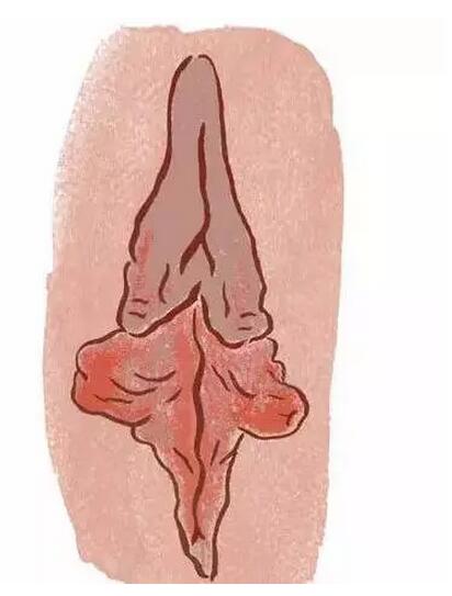 女性下面到底是什么样子的，女性的私处无遮掩图片(2)(点击浏览下一张趣图)