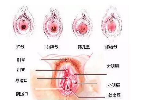 女性下面到底是什么样子的，女性的私处无遮掩图片(8)(点击浏览下一张趣图)