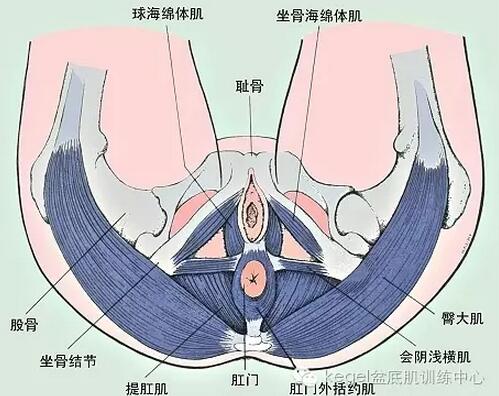 女人要了解自己的身体，你知道盆底肌的三大作用吗(点击浏览下一张趣图)