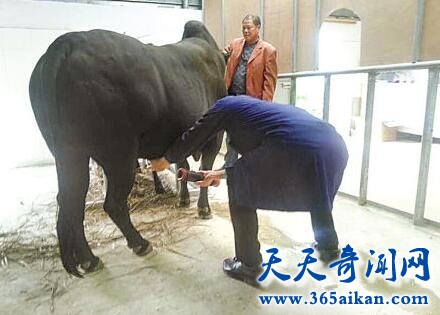 催精师工作时的图片：采精师采精的视频mp4 中国护士取精方式图片(点击浏览下一张趣图)