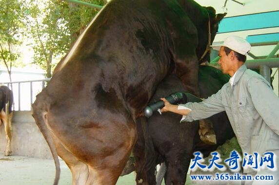 催精师工作时的图片：采精师采精的视频mp4 中国护士取精方式图片(2)(点击浏览下一张趣图)