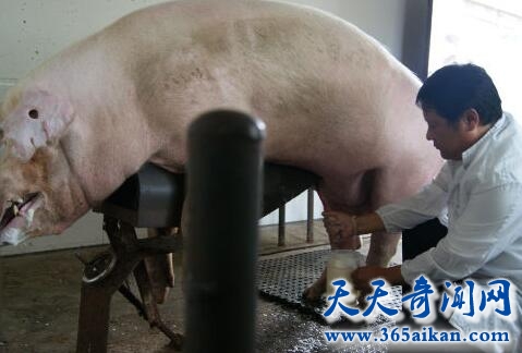 催精师工作时的图片：采精师采精的视频mp4 中国护士取精方式图片(3)(点击浏览下一张趣图)