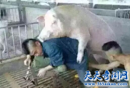 催精师工作时的图片：采精师采精的视频mp4 中国护士取精方式图片(4)(点击浏览下一张趣图)