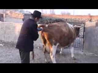 真活牛身上的牛鞭图片：牛鞭为什么会那么大(2)(点击浏览下一张趣图)