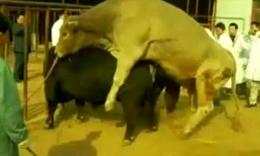 真活牛身上的牛鞭图片：牛鞭为什么会那么大(3)(点击浏览下一张趣图)