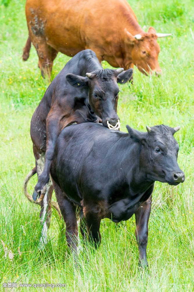 真活牛身上的牛鞭图片：牛鞭为什么会那么大(4)(点击浏览下一张趣图)