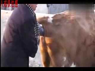 真活牛身上的牛鞭图片：牛鞭为什么会那么大(7)(点击浏览下一张趣图)