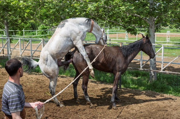 牛鞭是牛的哪个部位：牛鞭硬的时候照片 阴茎充血状态图(4)(点击浏览下一张趣图)