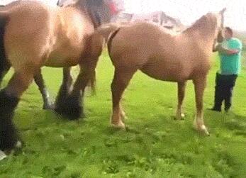 牛鞭是牛的哪个部位：牛鞭硬的时候照片 阴茎充血状态图(3)(点击浏览下一张趣图)