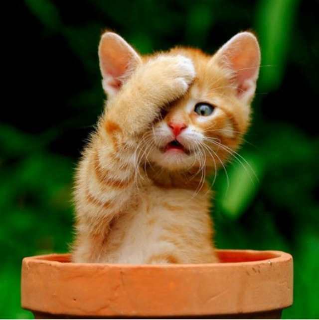 猫咪在偷笑搞笑表情,(点击浏览下一张趣图)