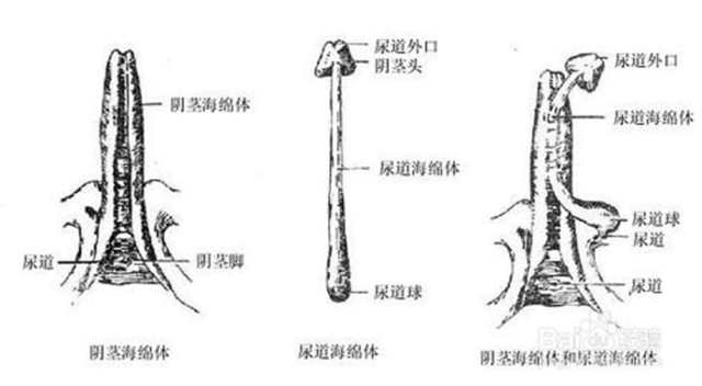 恢复海绵体最好的办法(点击浏览下一张趣图)