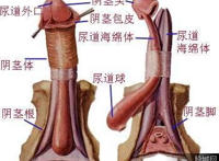 男人私长处啥样图片：男人的蛋是啥样图片图解