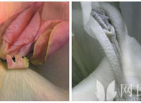 女性生殖器真人放大图图解