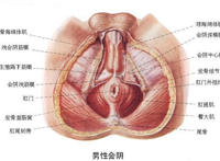男性生殖器图解：男性生殖图片