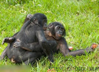 日本深入抬腿式图：深入抬腿式图片