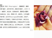 人民币折玫瑰花图解