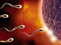 男人精子长什么样子图：精子多久成熟一批