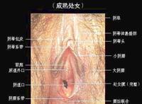 女性外阴(实图) 女人十大名器形状图