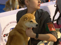 女人爱狗狗微博：女人爱狗狗微博图片