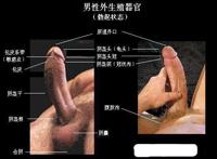 生殖器官图片 男外生殖器(实图)
