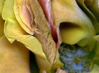  女人的无底洞照片  女人的比比长啥样女人的比比洞照片