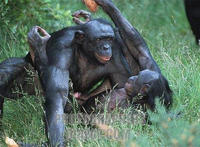 黑猩猩和人杂交图:黑猩猩和人杂交视频图片