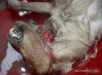 残忍的杀狗全过程,太残忍了！