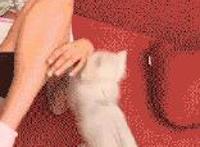 xxoo动态图: 紫色蜜桃宅男深夜福利动态图