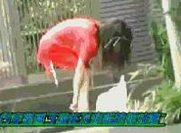 东京街头偷袭gif 东京街头突袭拔毛视频 街头偷袭系列动态图