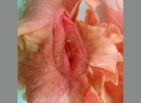 十大名器蝴蝶鉴赏 b分几种类型a啊好大一个b啊