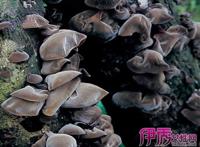 黑木儿是什么意思