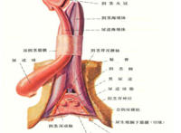男人g到底在哪里 男人的g在哪