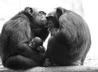 人和大猩猩能生小孩吗