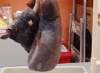 ooxoo动态图欧美真人邪恶动态图：公车ooxoo动态图