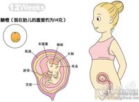 怀孕3个月胎儿b超图