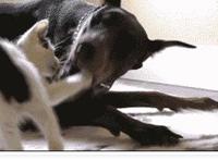 美女的下陪长什么样 gif邪恶动漫图 图解深夜福利