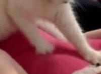 寒武纪年np好看有肉 爱所以存在吧调教 寒武纪年吧触手攻