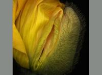 女人下边长啥样视频