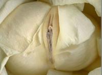 女性生殖器艺术图片