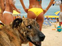 1色狗女人和狗的故事