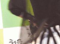 舔木耳什么味道 跪舔是什么意思：小说男主舔女主下方图