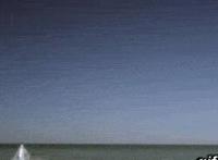 爱狗女性全部聊天截图 闹闹和飞飞的完整截图 爱狗狗群图片截图