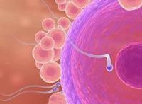 受精卵着床后的症状