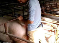 养猪厂日猪的小伙视频 小伙养猪厂日母猪 男子在养猪场养猪场日猪视频