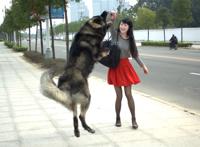 宝妈爱狗内涵图片 宝妈们给个网站2015年综合图